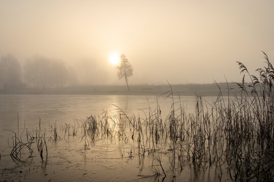 Winter landscape with frozen reeds in the water on a foggy day at sunrise at the recreational lake called the kotermeerstal in the village of Dedemsvaart, the Netherlands