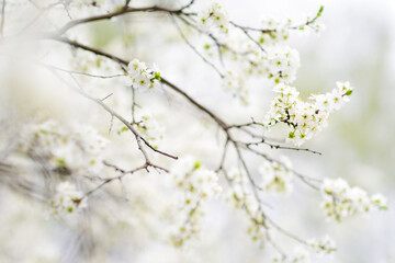 Close-up photo of blossom cherry tree in sunny garden with bright sky on background