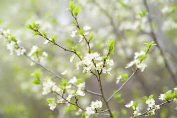 Close-up photo of blossom cherry tree in sunny garden with bright sky on background