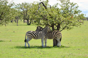 Zebras im Etosha Nationalpark, Namibia