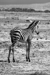 Fototapeta na wymiar Baby Zebra in Africa, Tanzania. Wildlife Safari.