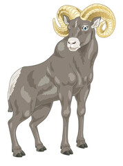 American Big Horn Sheep cartoon illustration with standing position