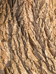Bark of old willow close up