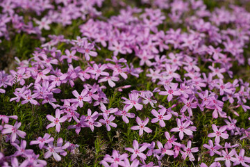 Obraz premium Creeping phlox (Phlox subulata)