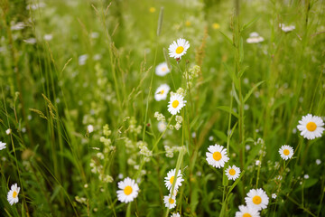 Beautiful wild-growing chamomile flowers in a green meadow in summer day.