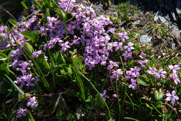 Obraz premium Moss campion or cushion pink (Silene acaulis)