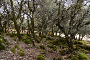 Stock photo of tree branches and rocks covered by moss in the countryside.