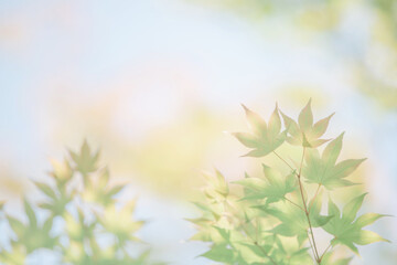 Japanese green maples leaves with blue sky