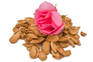 Closeup shot of almond shells with pink rose isolated on white background