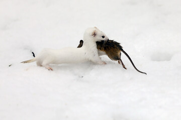 a weasel caught a wood mouse