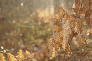 dry leaves on an oak 