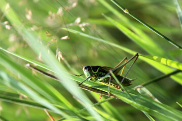 grasshopper on a grass Metrioptera roeselii