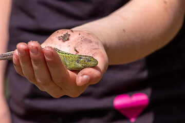 teenage girl holding a green lizard on her palm, horizontal