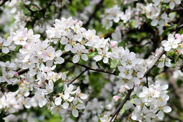 Apple blossom, spring flowers with colorful white and pink petals on a branch. Apple tree in orchard on blurred background, soft colors