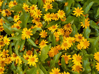 Sphagneticola trilobata, melampodium, wedelia, Creeping dairy, Beautiful flowers