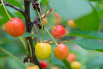 cherries rippening on the tree
