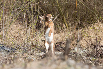 Wild Rabbit eating new tree shoots at Rottumerplaat the Netherlands