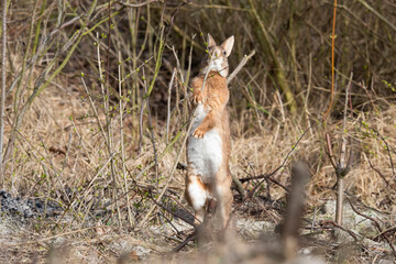 Wild Rabbit eating new tree shoots at Rottumerplaat the Netherlands