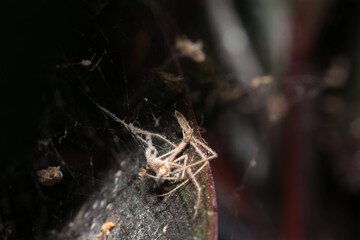 bug peg on spider web food of spider, concept victim