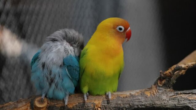 little colorful parrots sitting together and they have a romantic relationship