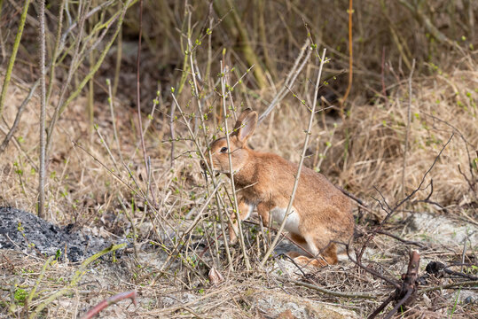 Wild Rabbit eating new tree shoots at Rottumerplaat the Netherlands