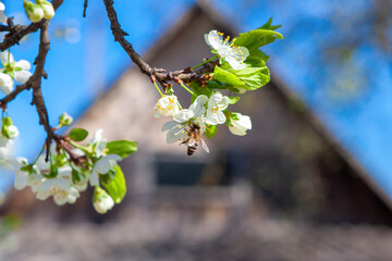 Blooming branch of an apple tree. Farm gardening, fruit growing