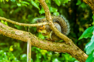 A squirrel peeps around a tree branch in a garden in rural Leicestershire, UK in Autumn