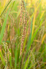 Green rice plant on natural background