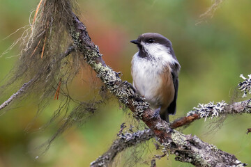 Siberian tit