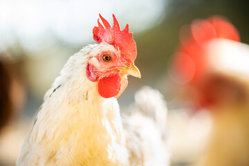 (Selective focus) Stunning close-up view of a hen grazing on a farm in Italy. Portrait of a hen on a blurred background.