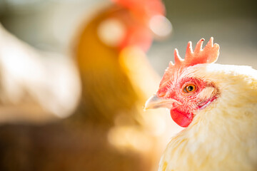 (Selective focus) Stunning close-up view of a hen grazing on a farm in Italy. Portrait of a hen on a blurred background.