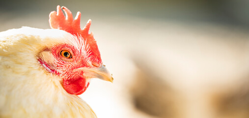 (Selective focus) Stunning close-up view of a hen grazing on a farm in Italy. Portrait of a hen on a blurred background.