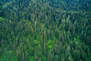 Aerial view of evergreen trees. Alpine spruce forest on a hill. Plantation of spruce trees. Top down aerial view. Green spruce on the slope aerial view from the side.