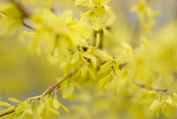 yellow flowers in spring