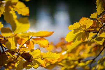 feuilles d'arbres en automne