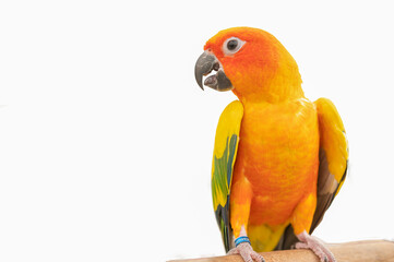 Sun conure parrot in white background