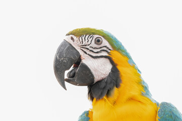 A macaw parrot on white background