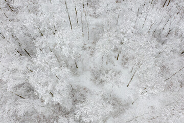 verschneiter Wald Harz Selketal
