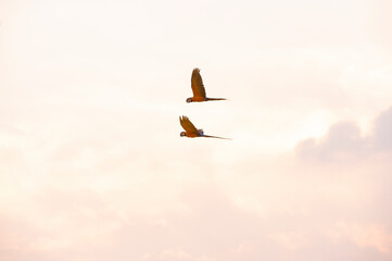 Two macaws fly together in the sky.