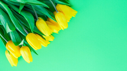yellow tulips on a green background. Beautiful spring-yellow flowers