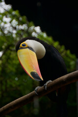 toucan in the jungle