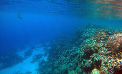 Fototapeta na wymiar Tropical coral reef. Ecosystem and environment. Egypt. Near Sharm El Sheikh