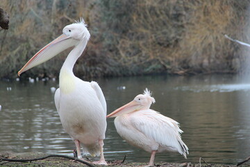 pelicans on the park