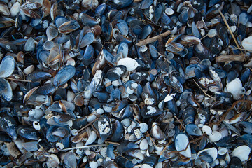 Texture of blue mussel seashells.