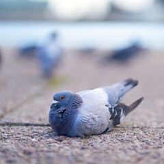Pigeon on the ground in downtown Swinoujscie in Poland
