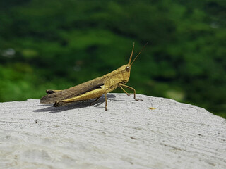 close up of a grasshopper