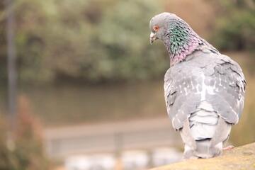 close up of a pigeon