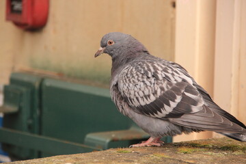 pigeon in the city