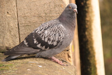 pigeon in the city