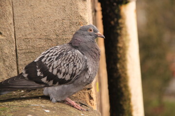 pigeon in the city